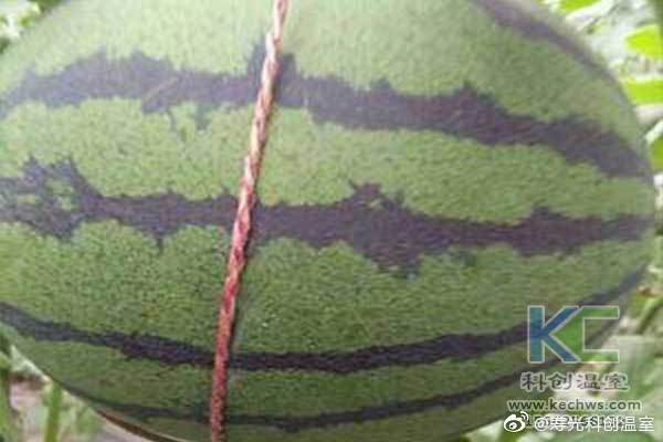 無土栽培，無土栽培技術(shù)，無土栽培設(shè)備