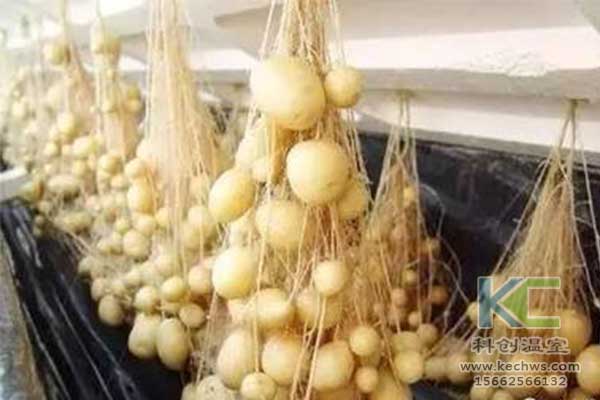 無(wú)土栽培，無(wú)土栽培技術(shù)，無(wú)土栽培設(shè)備