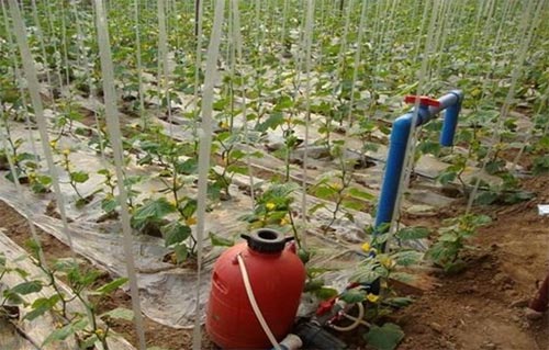 無(wú)土栽培，無(wú)土栽培技術(shù)，無(wú)土栽培設(shè)備