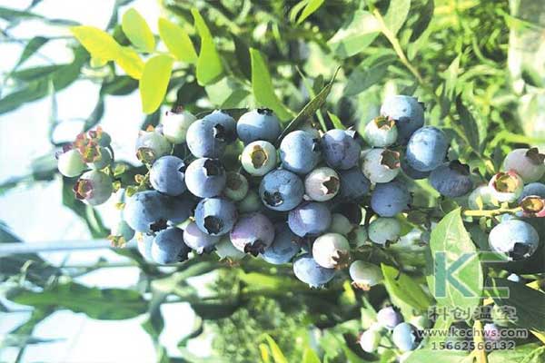 無(wú)土栽培，無(wú)土栽培技術(shù)，無(wú)土栽培設(shè)備