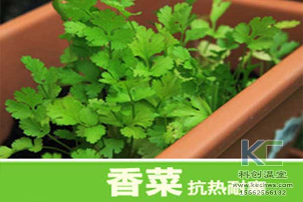 無(wú)土栽培，無(wú)土栽培技術(shù)，無(wú)土栽培設(shè)備