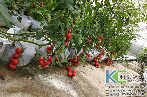 無土栽培，無土栽培技術