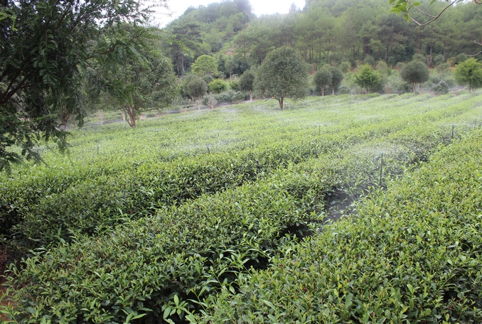無(wú)土栽培，無(wú)土栽培技術(shù)，無(wú)土栽培設(shè)備