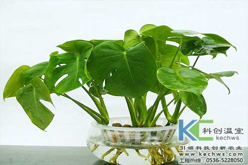 無(wú)土栽培，無(wú)土栽培技術(shù)，無(wú)土栽培設(shè)備