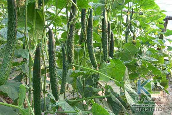無(wú)土栽培，無(wú)土栽培技術(shù)，無(wú)土栽培設(shè)備