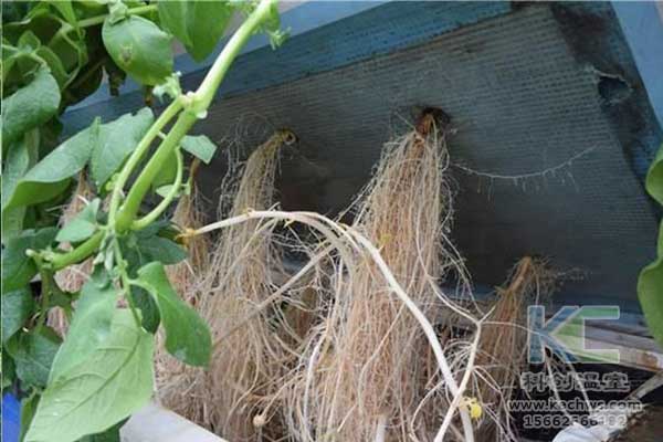 無(wú)土栽培，無(wú)土栽培技術(shù)，無(wú)土栽培設(shè)備