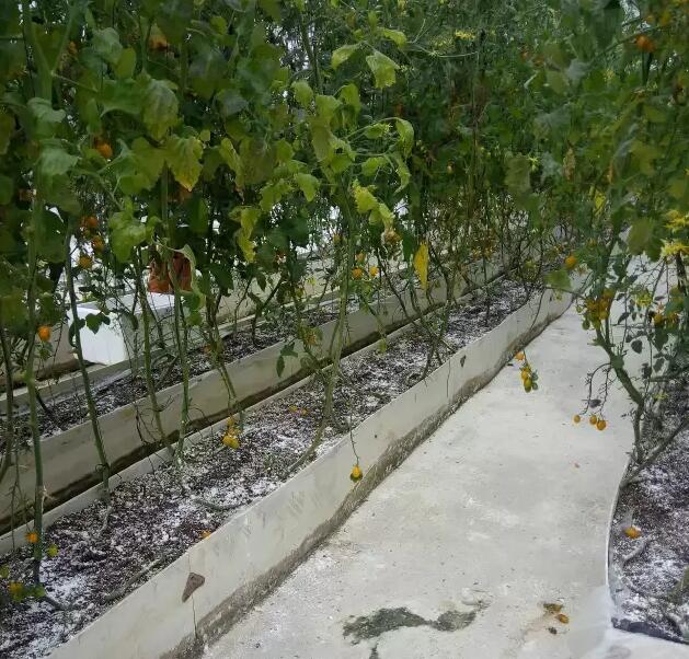 無土栽培，無土栽培技術，無土栽培設備