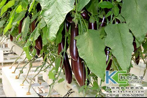無(wú)土栽培，無(wú)土栽培技術(shù)，無(wú)土栽培設(shè)備