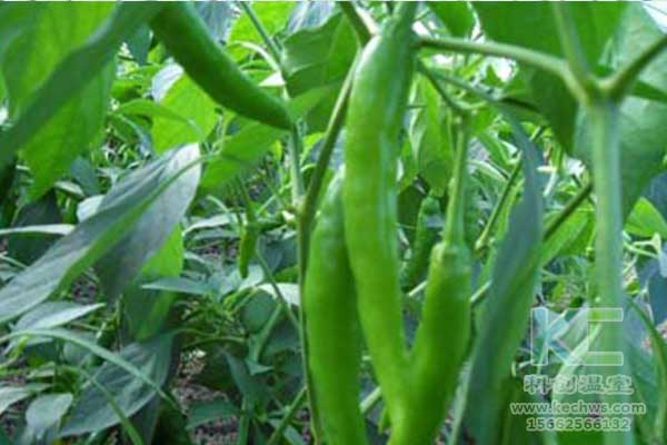 無(wú)土栽培，無(wú)土栽培技術(shù)，無(wú)土栽培設(shè)備