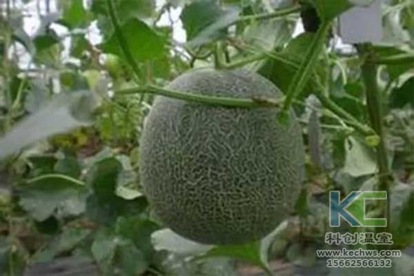 無(wú)土栽培，無(wú)土栽培技術(shù)，無(wú)土栽培設(shè)備