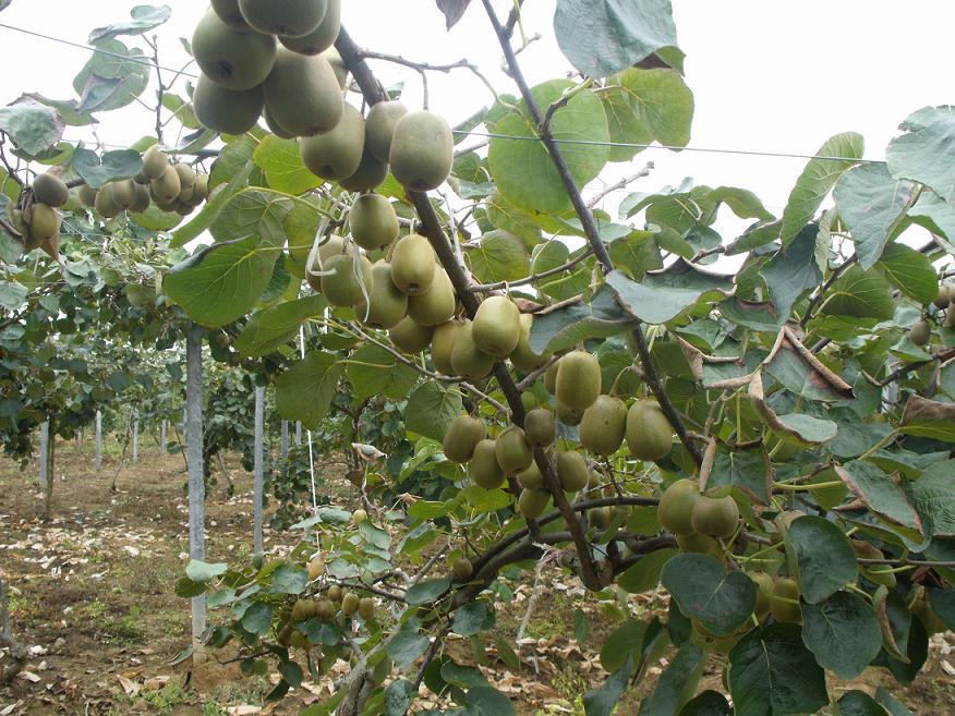 無(wú)土栽培，無(wú)土栽培技術(shù)，無(wú)土栽培設(shè)備