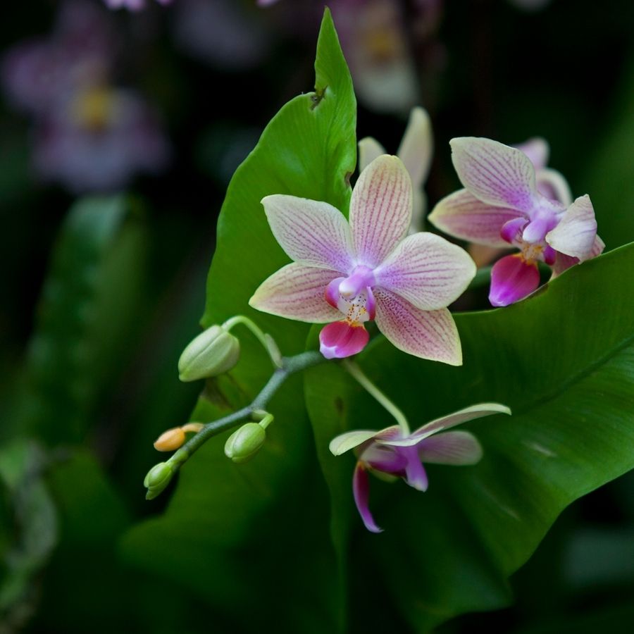 無(wú)土栽培，無(wú)土栽培技術(shù)，無(wú)土栽培設(shè)備