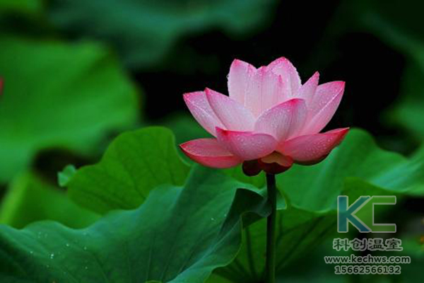 無(wú)土栽培，無(wú)土栽培技術(shù)，無(wú)土栽培設(shè)備
