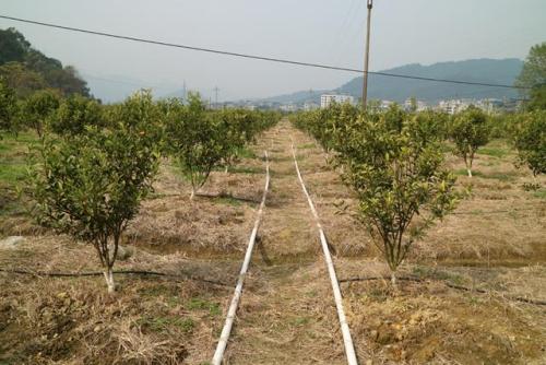 無(wú)土栽培，無(wú)土栽培技術(shù)，無(wú)土栽培設(shè)備