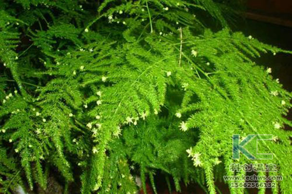 無(wú)土栽培，無(wú)土栽培技術(shù)，無(wú)土栽培設(shè)備